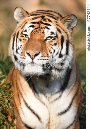 東北虎199 東北虎199 67742544