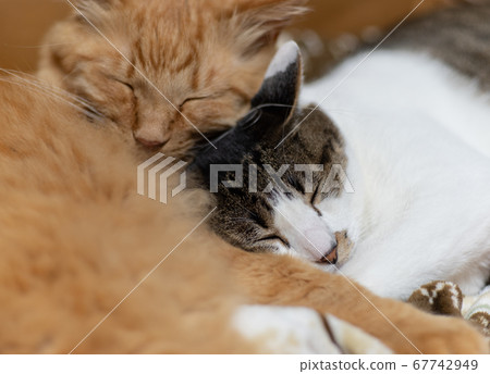 Pheasant tabby and brown tabby cat 67742949
