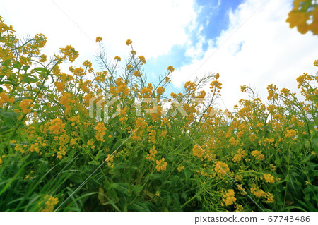 Rape blossoms 67743486