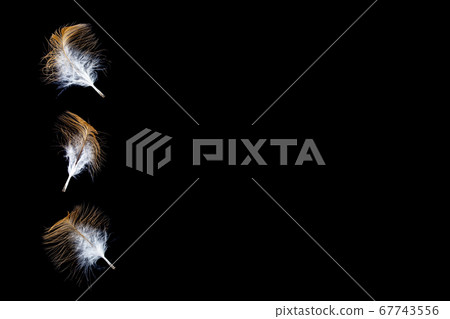 Yellow feathers with black background. Composite Yellow feathers with black background. Composite 67743556