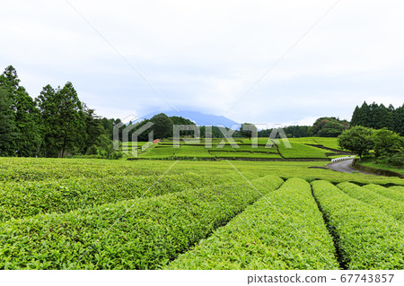 Obuchi Sasaba, famous for Mt. Fuji and tea plantations (rainy season) 67743857