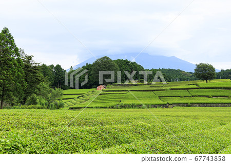 Obuchi Sasaba, famous for Mt. Fuji and tea plantations (rainy season) Obuchi Sasaba, famous for Mt. Fuji and tea plantations (rainy season) 67743858