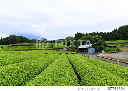 Obuchi Sasaba, famous for Mt. Fuji and tea plantations (rainy season) Obuchi Sasaba, famous for Mt. Fuji and tea plantations (rainy season) 67743864