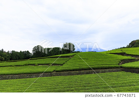 Obuchi Sasaba, famous for Mt. Fuji and tea plantations (rainy season) Obuchi Sasaba, famous for Mt. Fuji and tea plantations (rainy season) 67743871