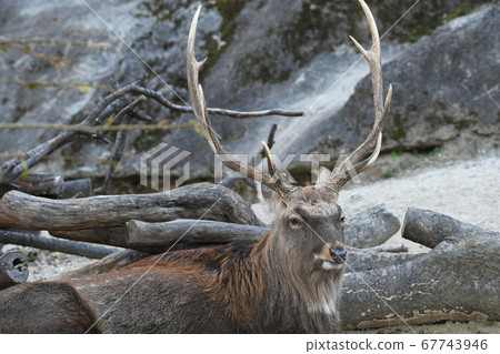梅花鹿11 梅花鹿11 67743946
