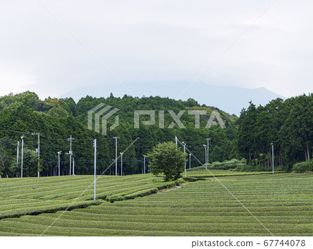 Obuchi Sasaba, famous for Mt. Fuji and tea plantations (rainy season) Obuchi Sasaba, famous for Mt. Fuji and tea plantations (rainy season) 67744078
