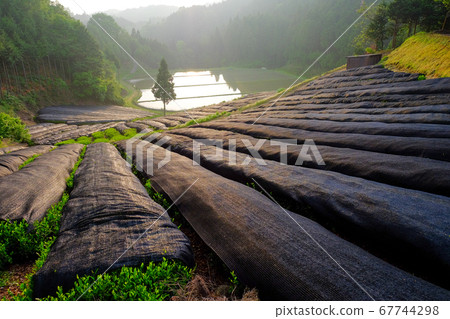 Tea plantations, paddy fields and Ippon cedar (Yamazoe Village, Yamabe District, Nara Prefecture) 67744298