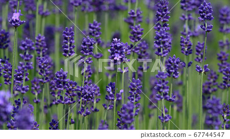Lavender starting to bloom Lavender starting to bloom 67744547