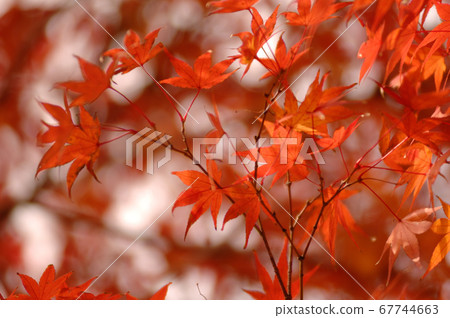 Autumn scenery Autumn scenery 67744663