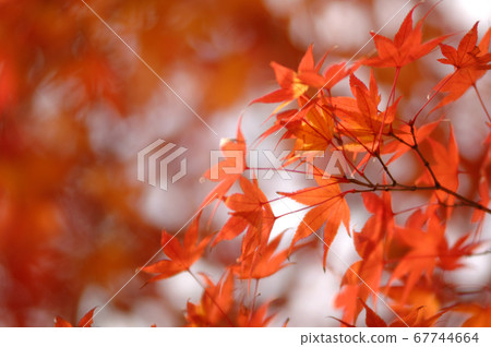 Autumn scenery 67744664