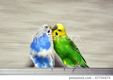 Parakeet budgerigar friend Parakeet budgerigar friend 67744874