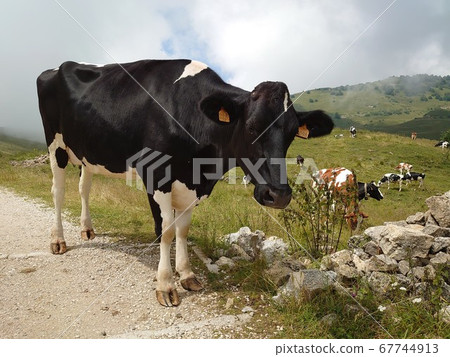 Cow approaching with interest in humans Cow approaching with interest in humans 67744913