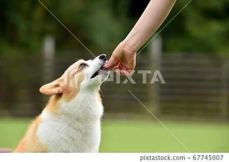 柯基犬吃小吃 柯基犬吃小吃 67745007