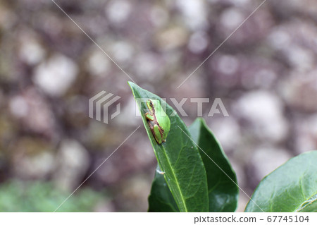 Tree frog 67745104