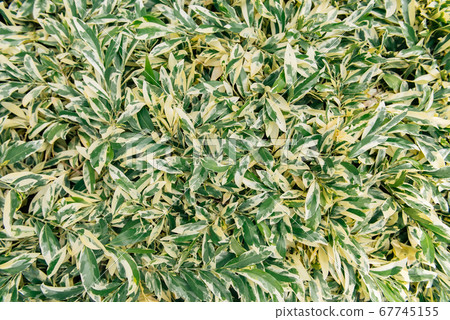 Spotted leaves close up Spotted leaves close up 67745155