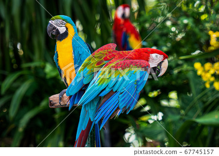 Macaw Parrot On The Timber 照片素材 圖片 圖庫