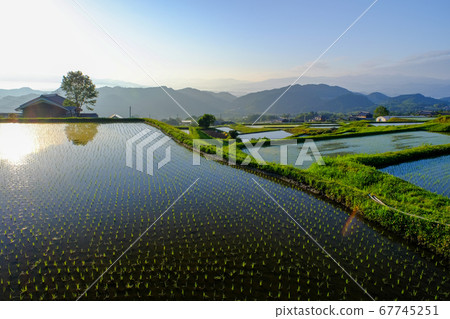 Dawn of rice terraces (Gosho City, Nara Prefecture) Dawn of rice terraces (Gosho City, Nara Prefecture) 67745251