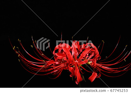 Cluster amaryllis Cluster amaryllis 67745253