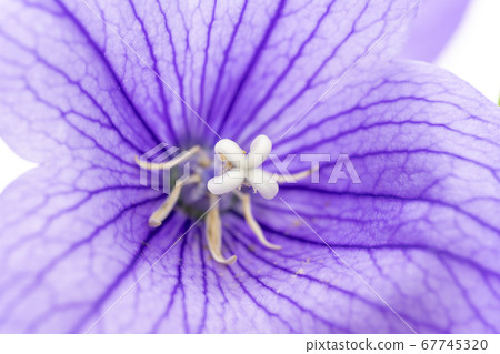 Pistil of bellflower like a white flower 67745320