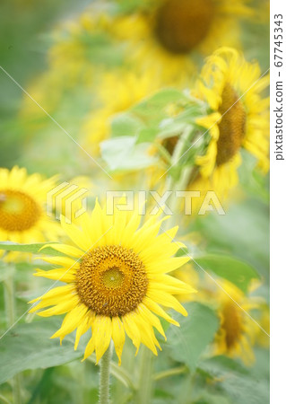 Narita Hikokinoka Park Sunflower ① 67745343