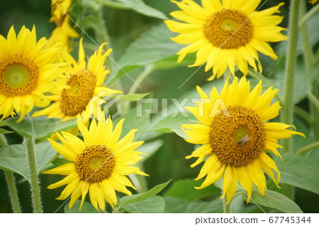 成田彥丘公園向日葵② 67745344
