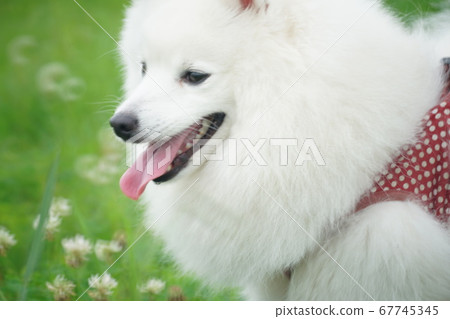 Cute Spitz ① 67745345
