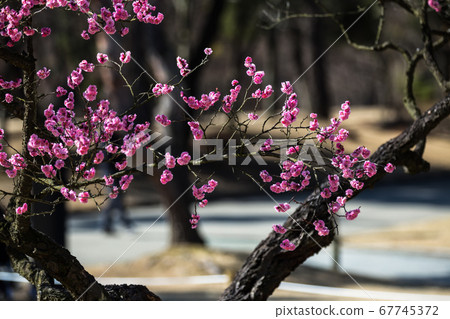 顯忠寺的紅梅花 顯忠寺的紅梅花 67745372