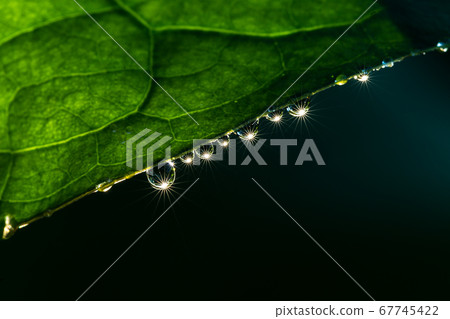 閃亮的晨露 67745422