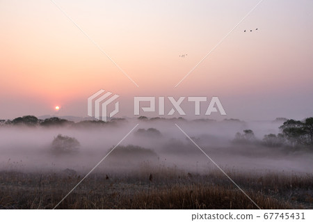 Miho Stream with blooming mist 67745431