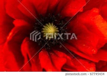 Poppy Poppy 67745434