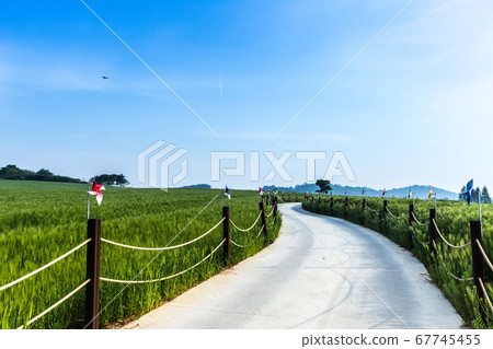 Green barley farm 67745455