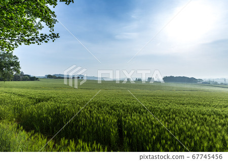 Blue barley field 67745456