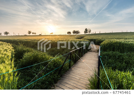 Sunrise of green barley field Sunrise of green barley field 67745461