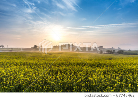 油菜田間早晨 油菜田間早晨 67745462