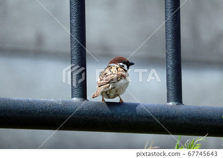 Sparrows turning around Sparrows turning around 67745643