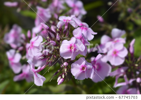 Perennial phlox Perennial phlox 67745703