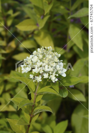 Paniculate hydrangea Paniculate hydrangea 67745704