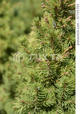 White spruce J.W. Daisys White White spruce J.W. Daisys White 67745705