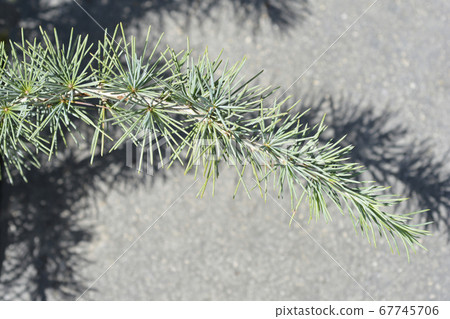 Deodar cedar Mr. Blue Deodar cedar Mr. Blue 67745706