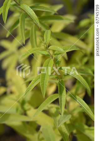 Lemon verbena 67745709