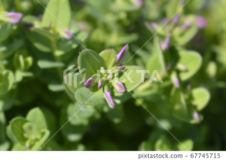 Myrtle-leaf milkwort 67745715