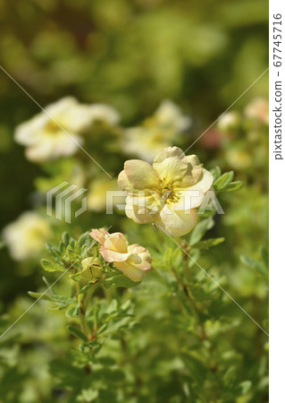 Shrubby Cinquefoil Bella Apple 67745716