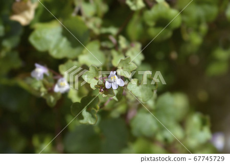 Kenilworth Ivy 67745729