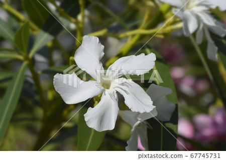 Common oleander 67745731