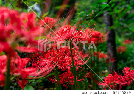 Mandarin flowers blooming in the mountains [Nagano Prefecture] 67745859