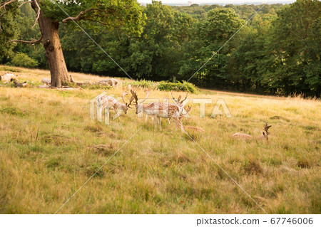 Group of deers 67746006