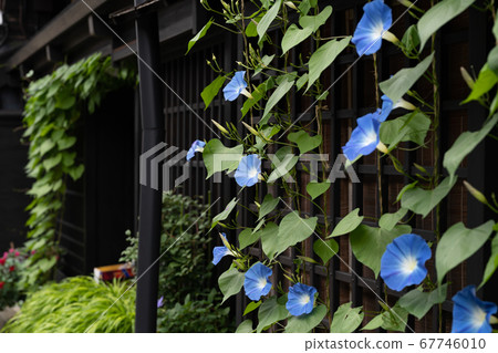 牽牛花和舊城區 67746010