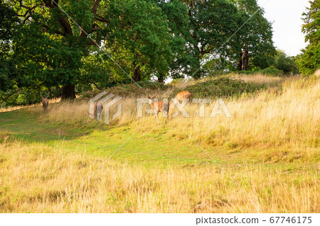 Group of deers Group of deers 67746175