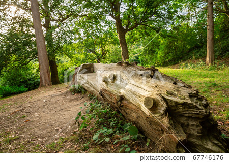 Richmond Park 67746176