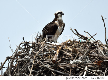魚鷹築巢鳥野生鳥猛禽 67746483